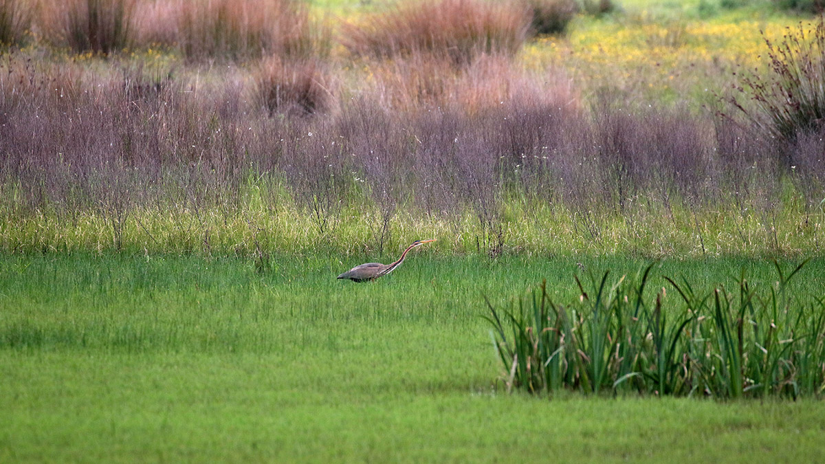 Purperreiger